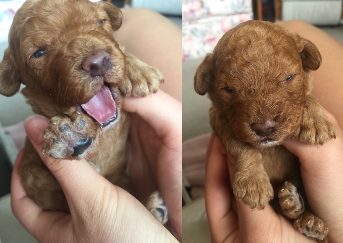 2 boys for website male Cavoodle puppies for sale