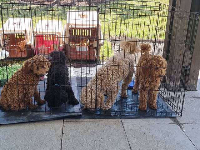 Moodle puppies for sale