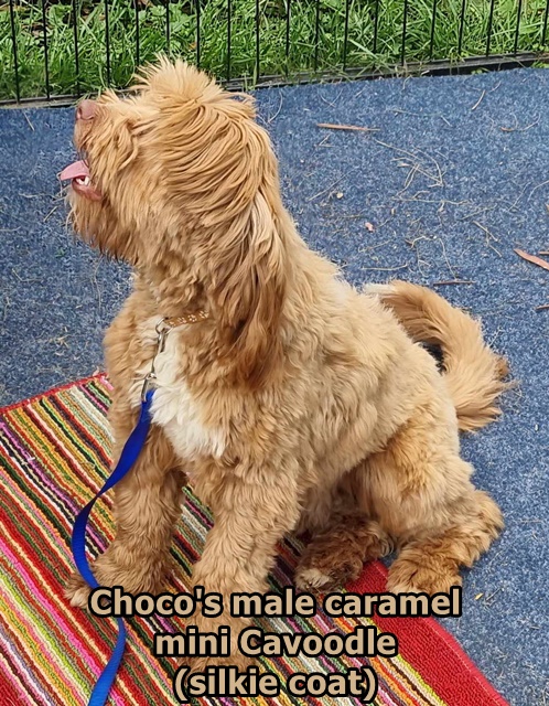 miniature caramel male cavoodle