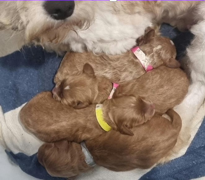 toy cavoodles for sale