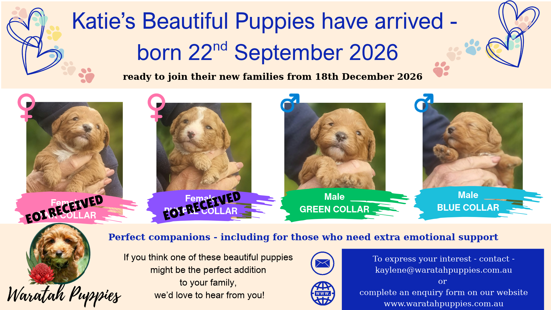 toy Cavoodles for sale