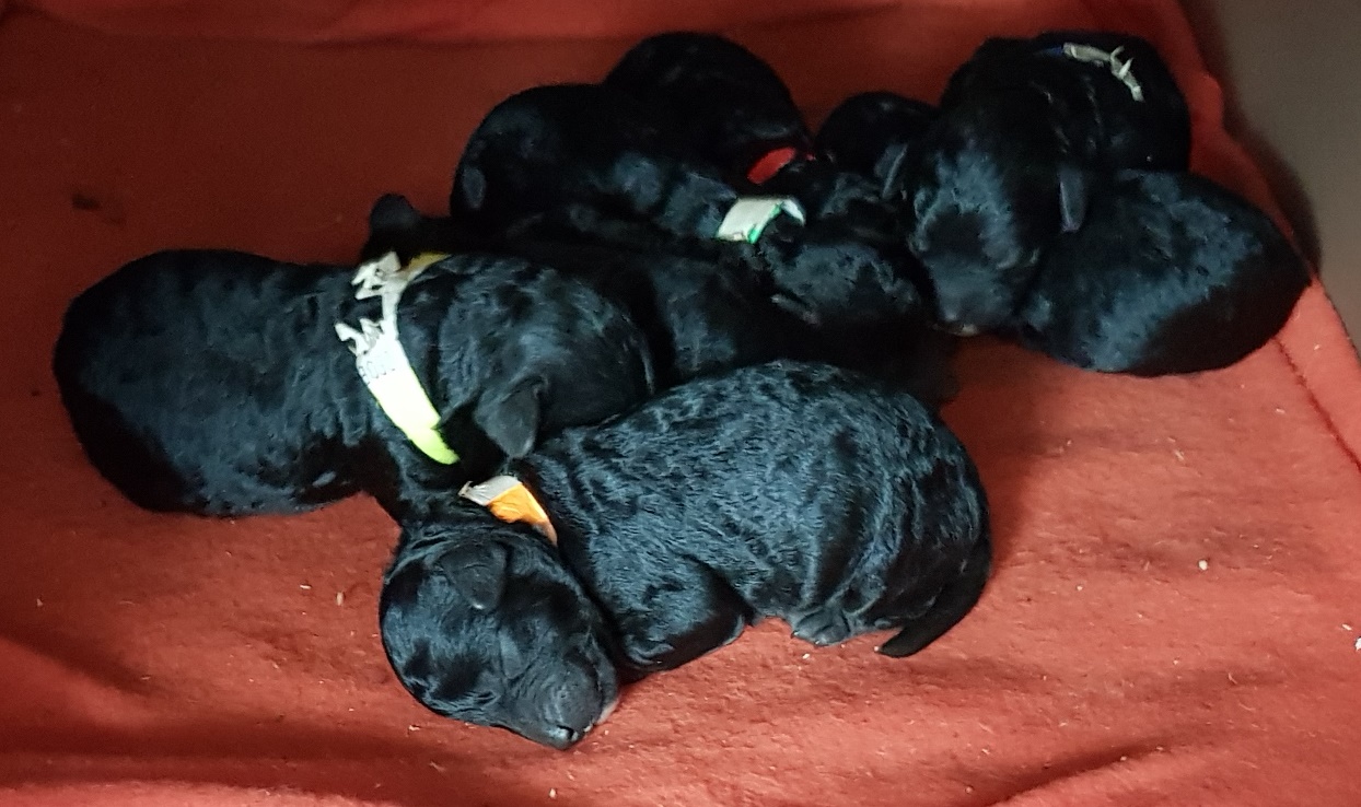 Piper's puppies 6.1.21 black toy Cavoodles toy Cavoodle puppies