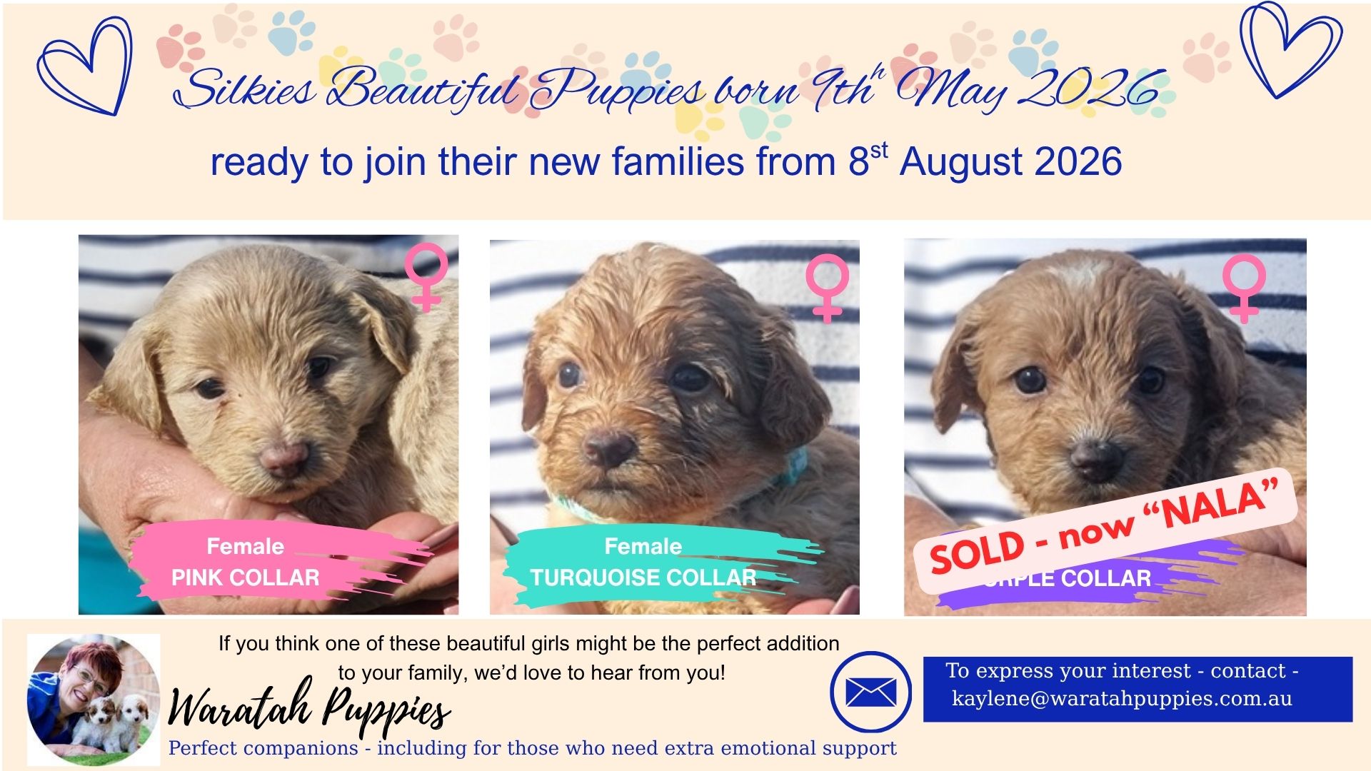 miniature cavoodle puppies for sale