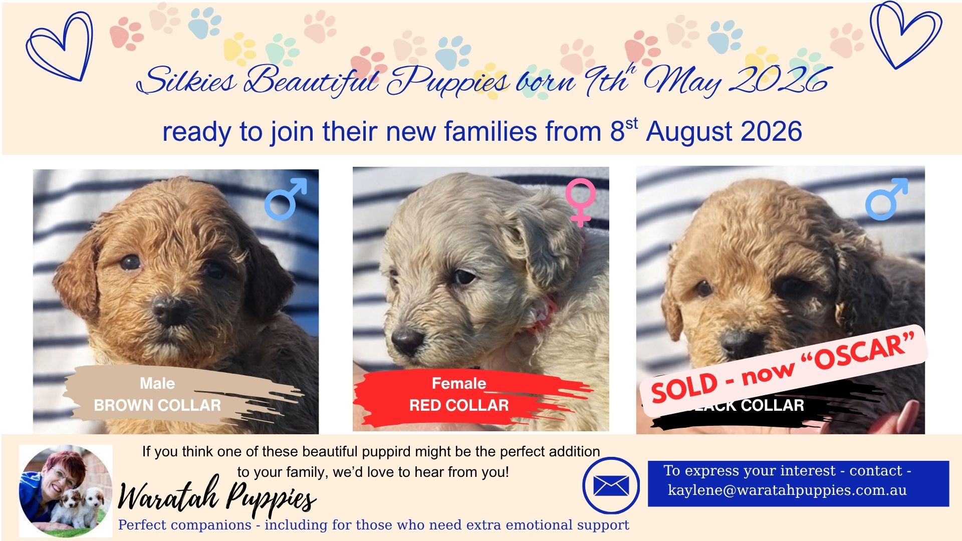 miniature cavoodle puppies for sale now