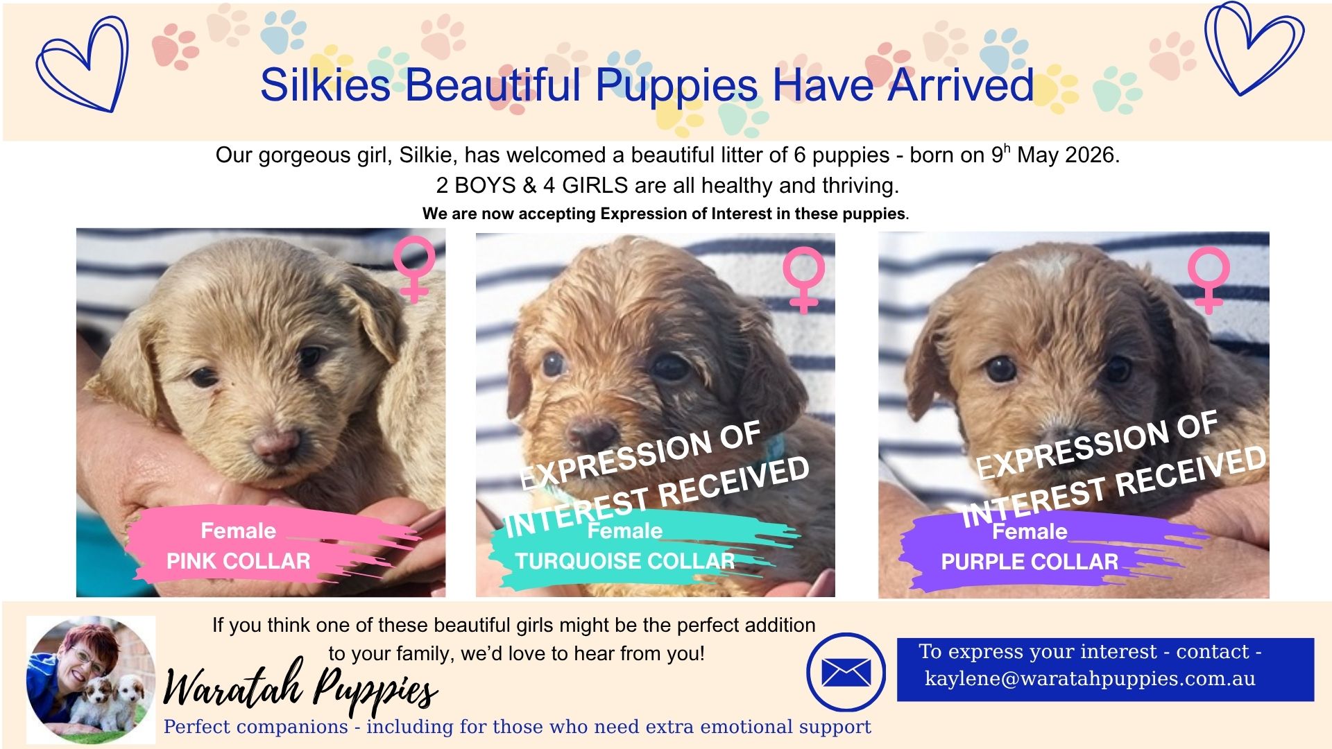 miniature cavoodle puppies for sale now