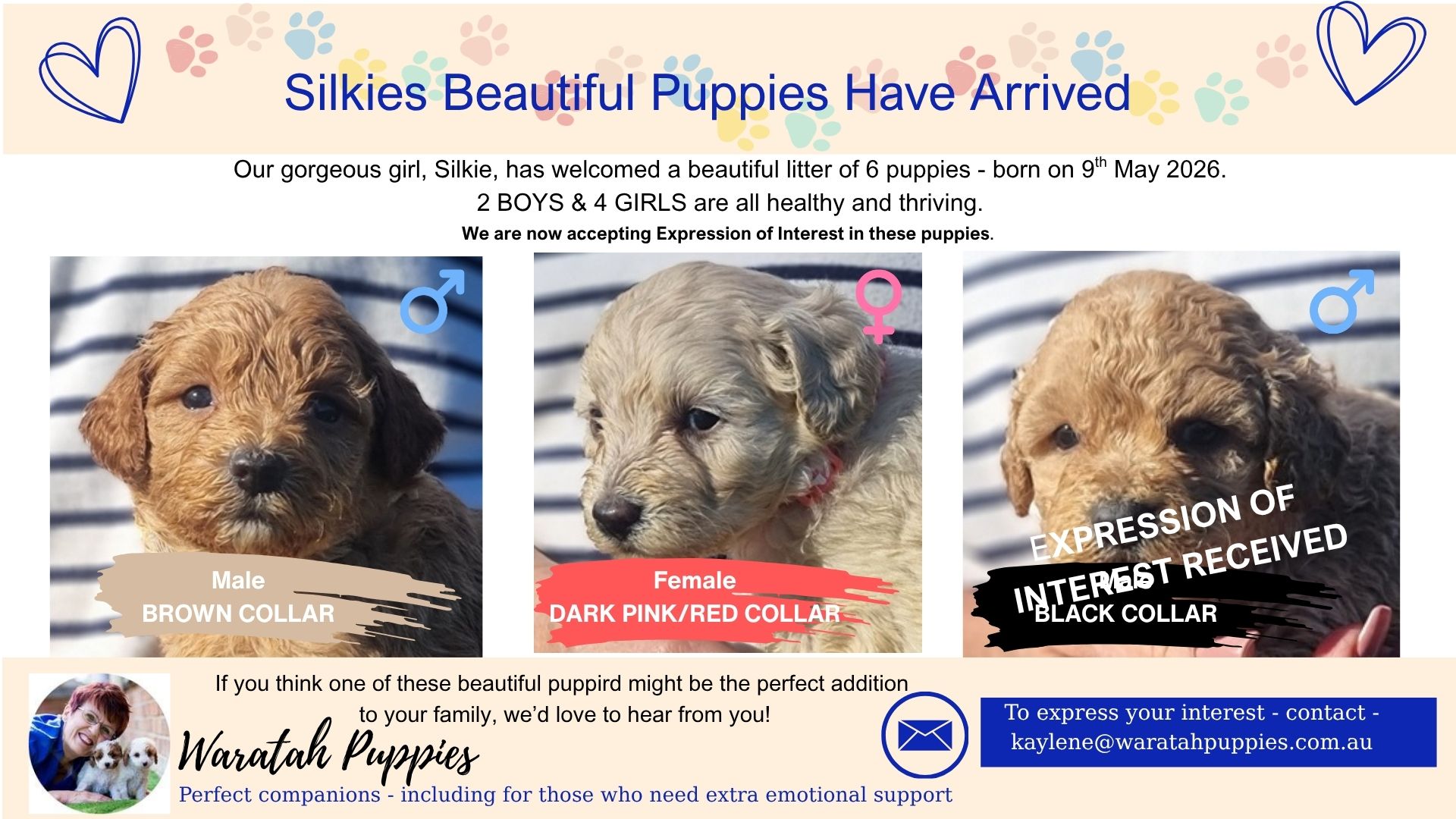 miniature cavoodle puppies for sale
