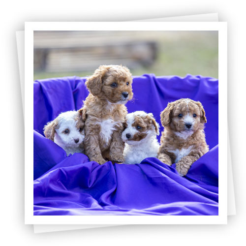 Waratah-Park-Puppies-LR-4