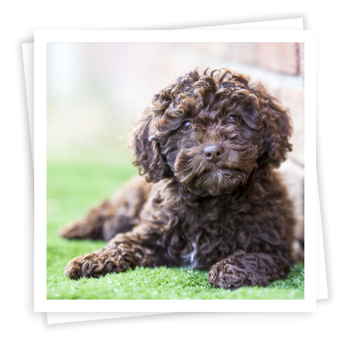 Waratah-Park-Puppies-LR-7