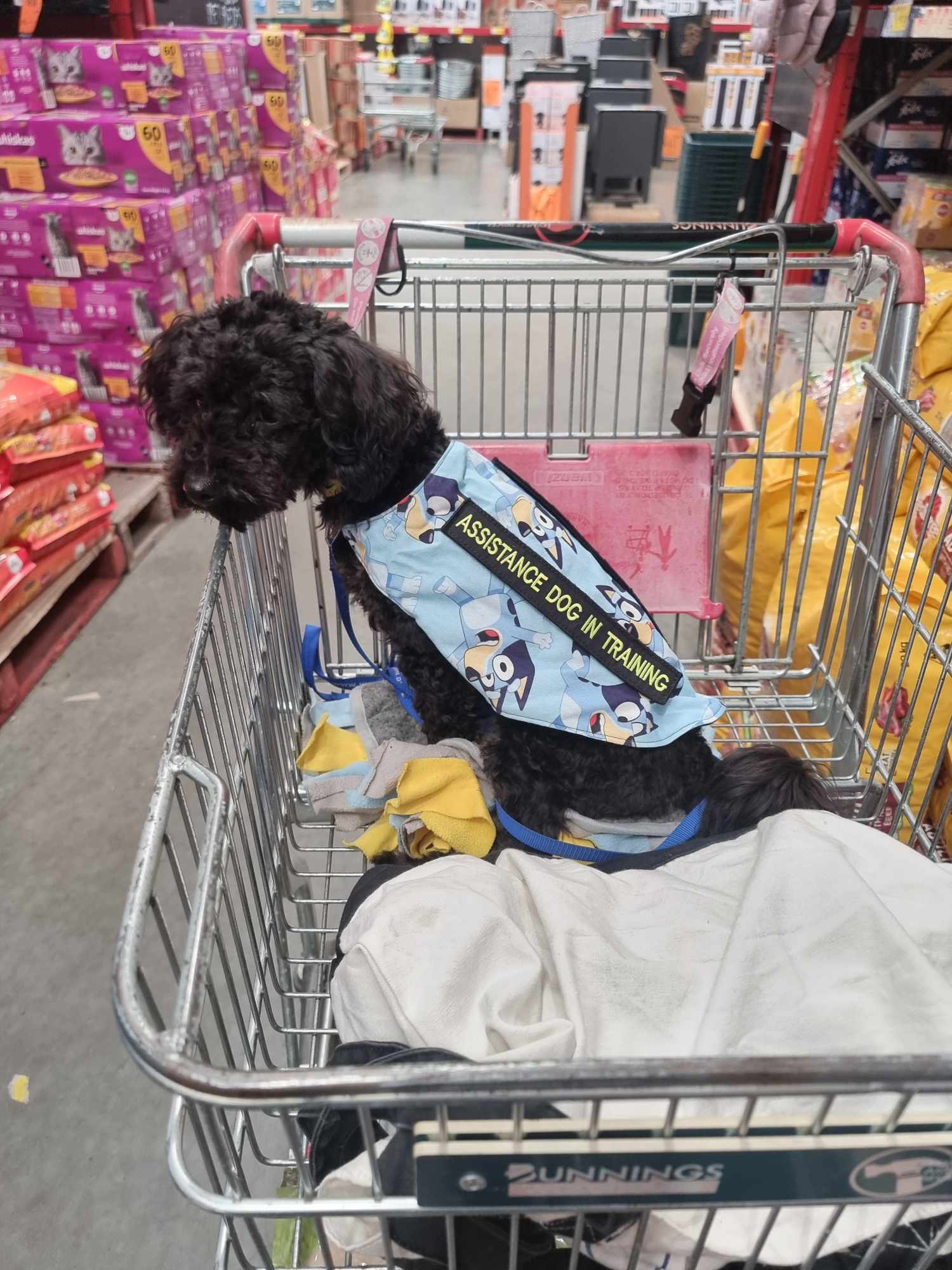 black shoodle BLUE bunnings ADiT toy Shoodle puppies for sale
