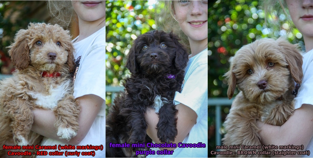 Moodle puppies for sale
