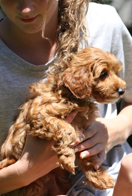 male toy cavoodle for sale