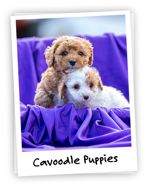 Cavoodle cross best sale shih tzu