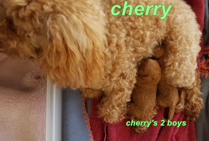 cherry and 2 puppies toy Cavoodles for sale