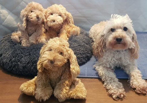 cavoodle stuffed toy