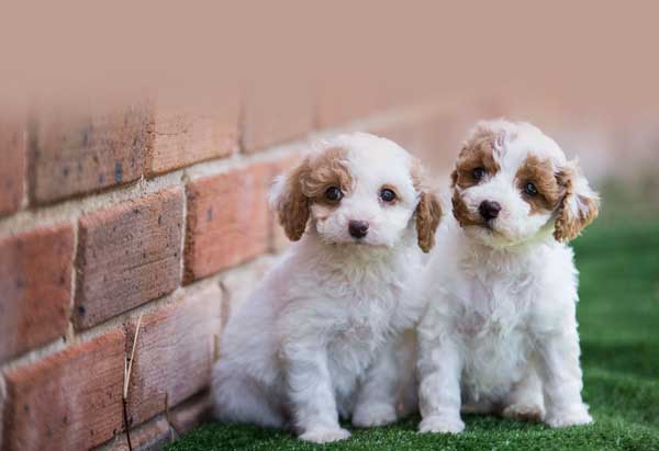 cavoodle x maltese shih tzu