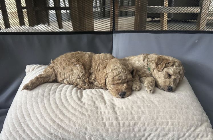 izzy 2 puppies sleeping clipped