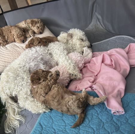 izzy and puppies sleeping clipped