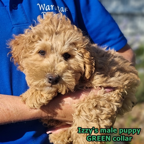 male toy cavoodle for sale NSW