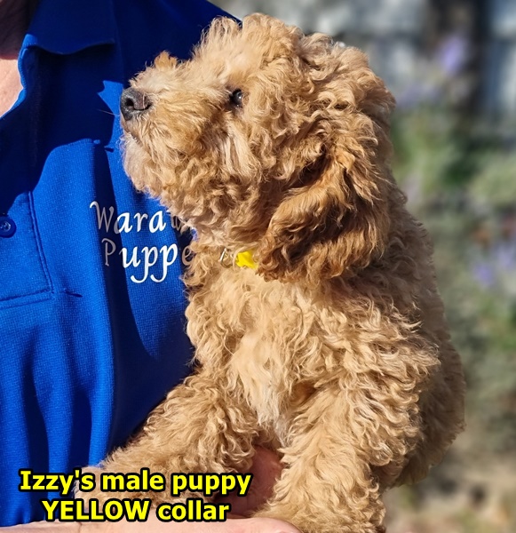 toy Theodore toy Cavoodle for sale