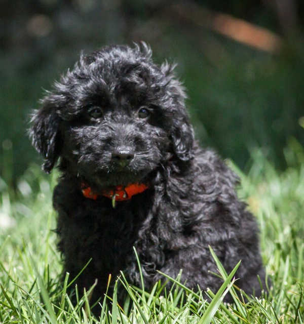male toy cavoodle for sale