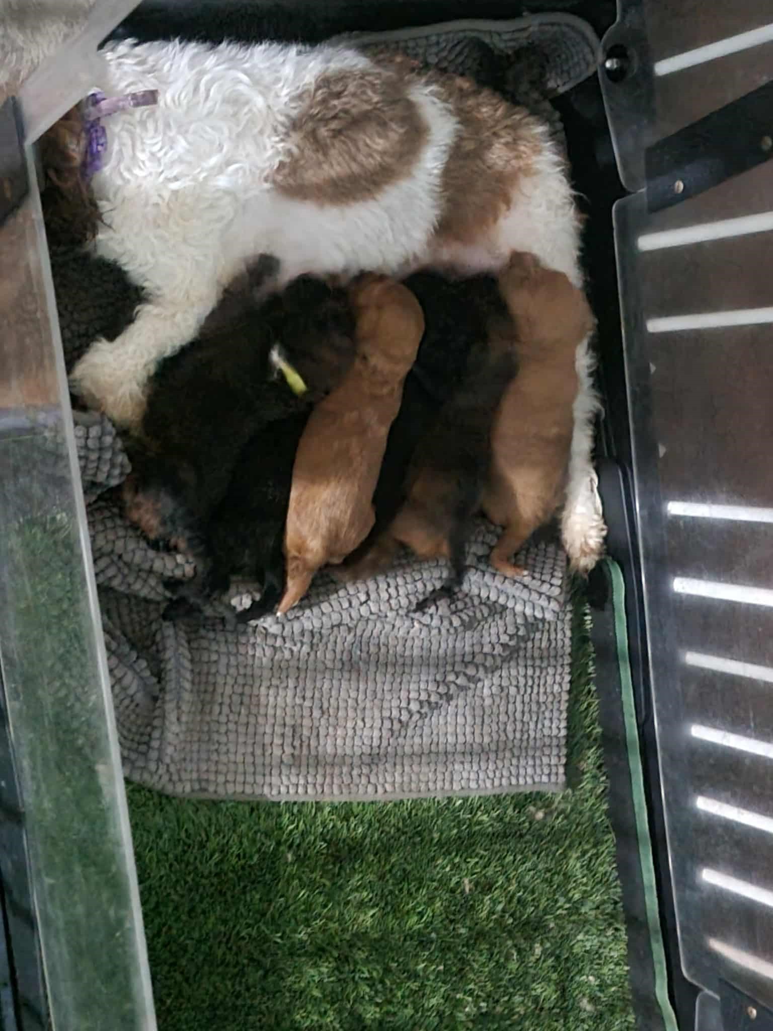 toy Cavoodle puppies for sale