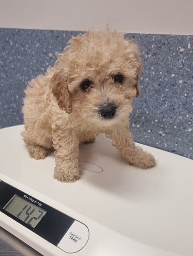 female cavoodle puppies for sale