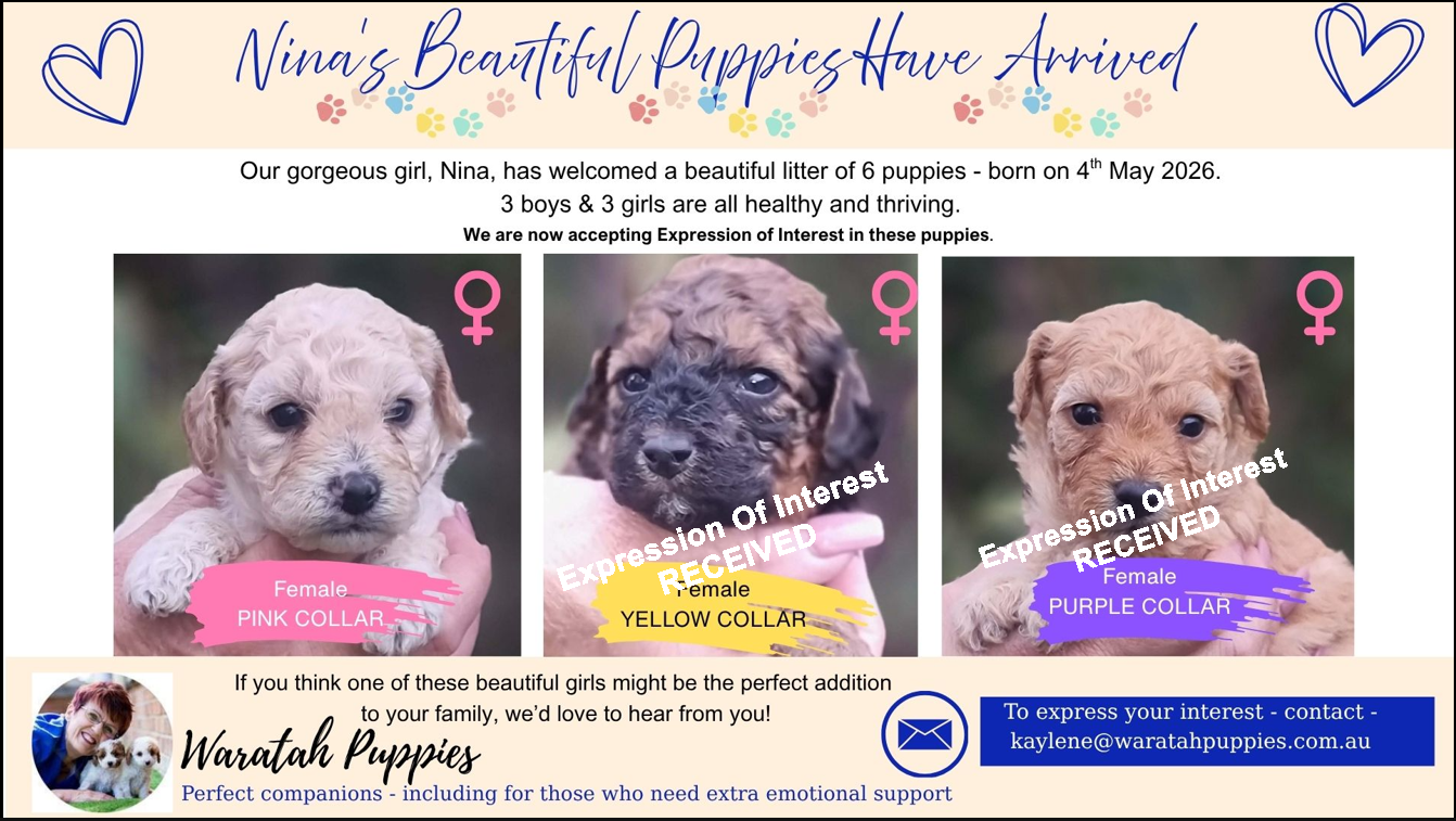 female cavoodle puppies for sale