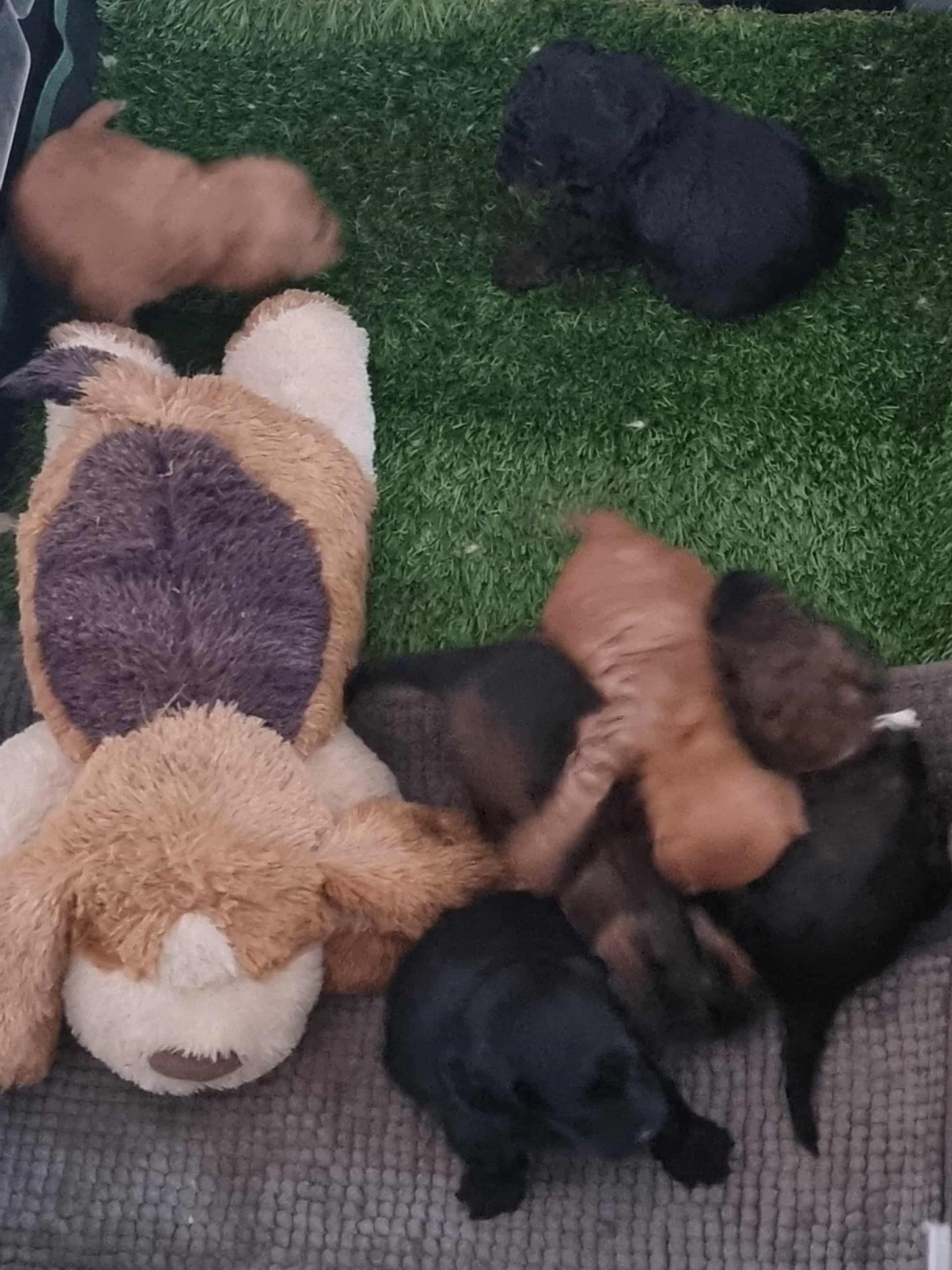 toy cavoodle puppies - for sale NSW