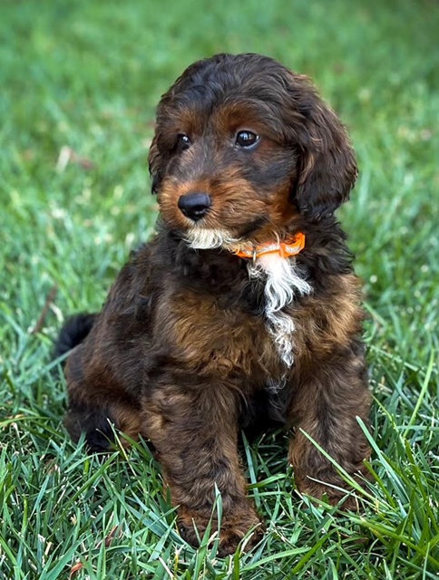tricolour male toy cavoodle for sale NSW