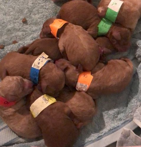 pumpkins 8 puppies cropped miniature Cavoodles for sale