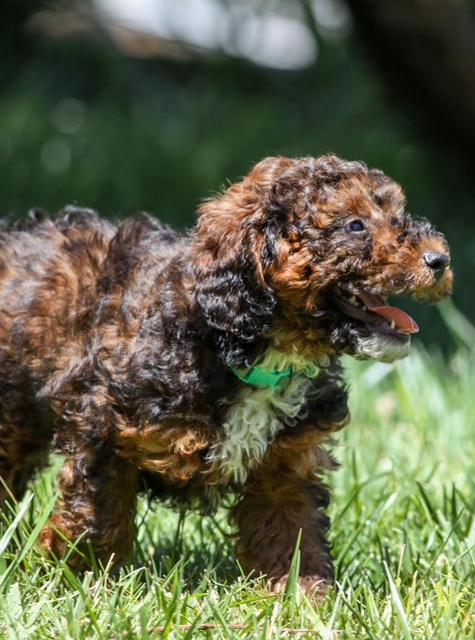 tri-colour male toy cavoodle for sale