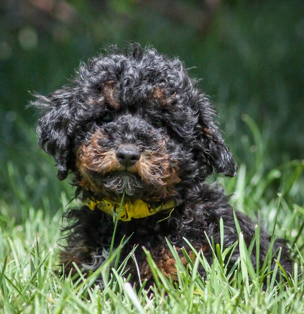 tricolour male toy cavoodle for sale