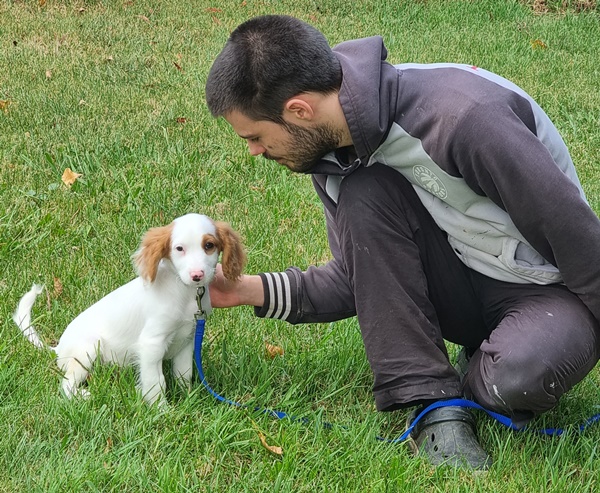 first generation female Cavoodle for sale
