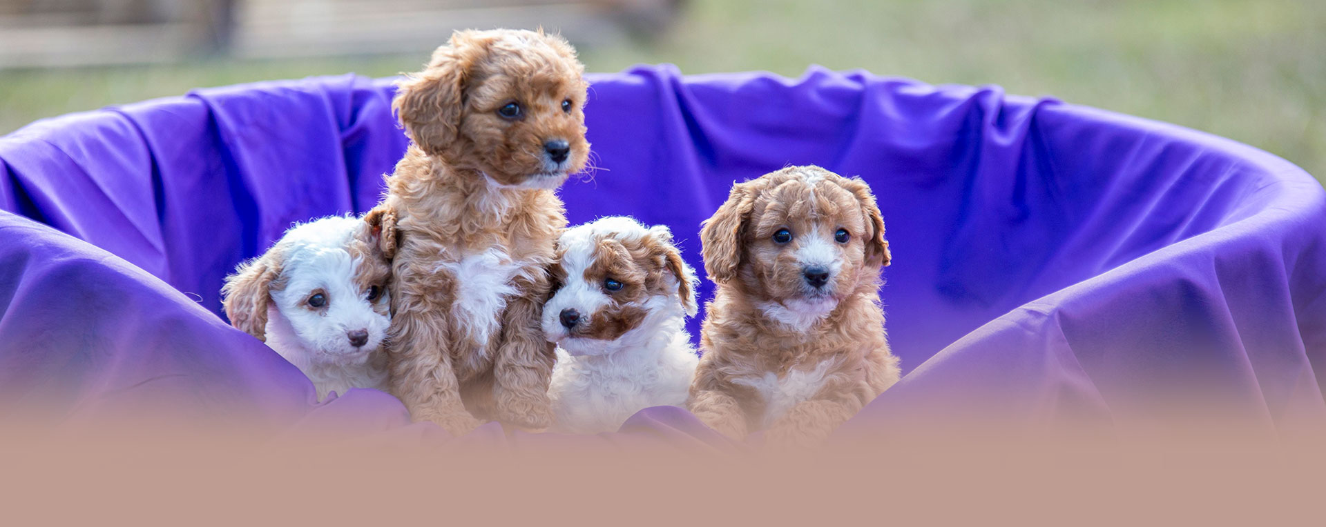 Waratah Puppies - Cavoodles and 